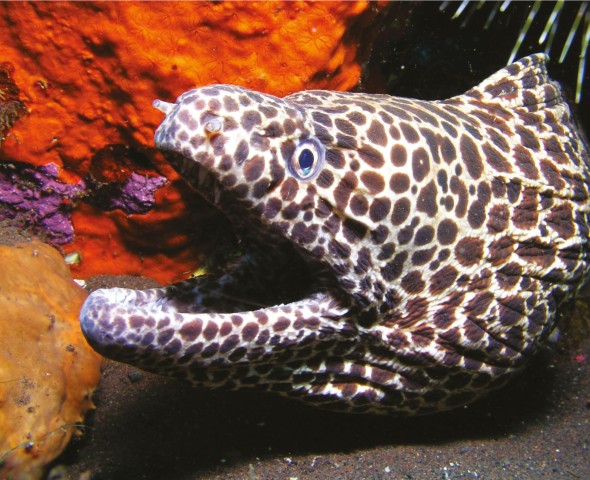 Incontri ravvicinati