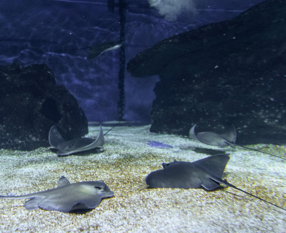 L'acquario d'inverno