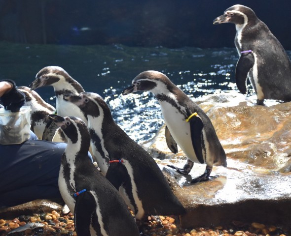 La famiglia dell'Acquario