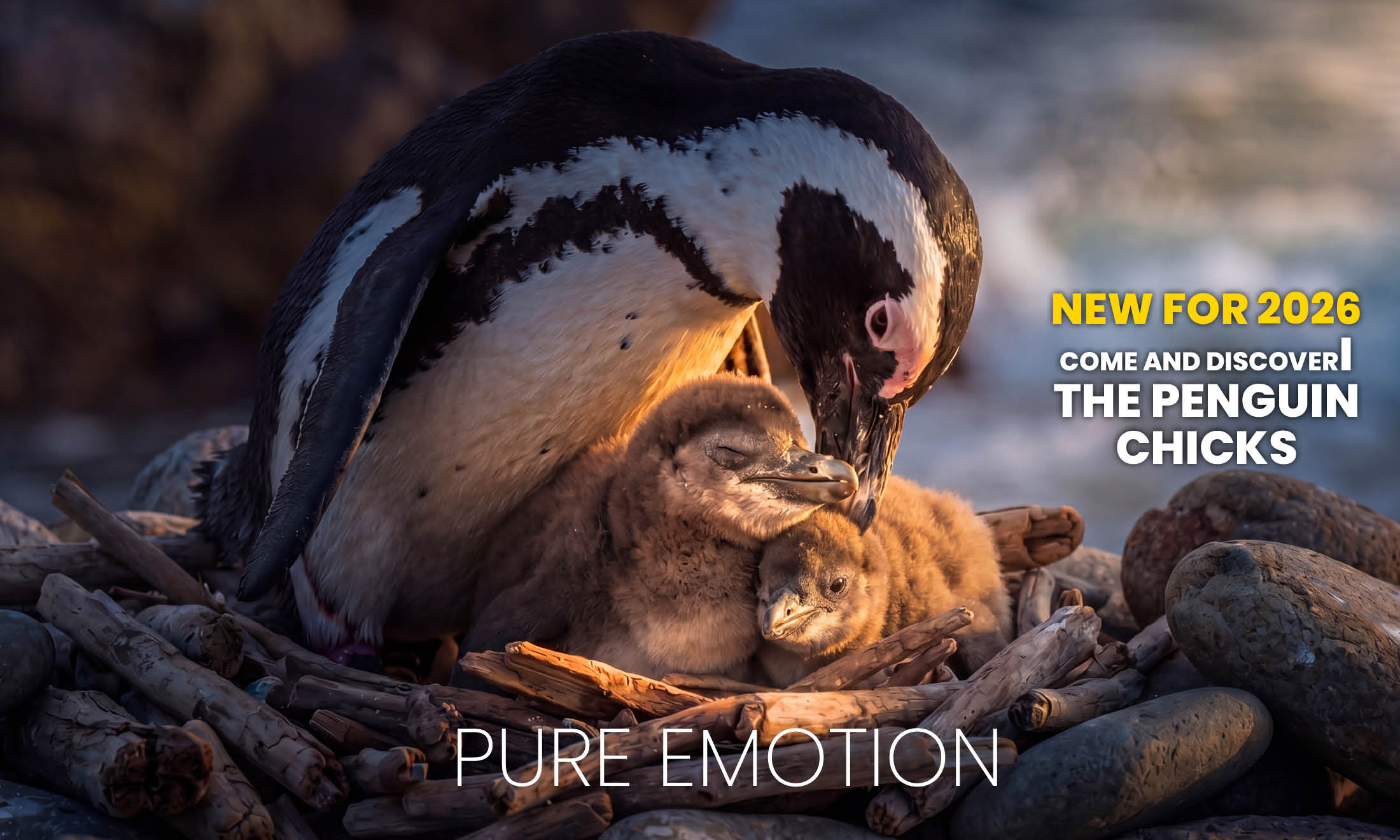 NOVITÀ 2026 VIENI A SCOPRIRE I CUCCIOLI  DI PINGUINO