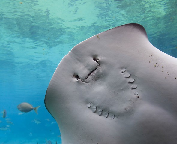 Pelagic Stingray