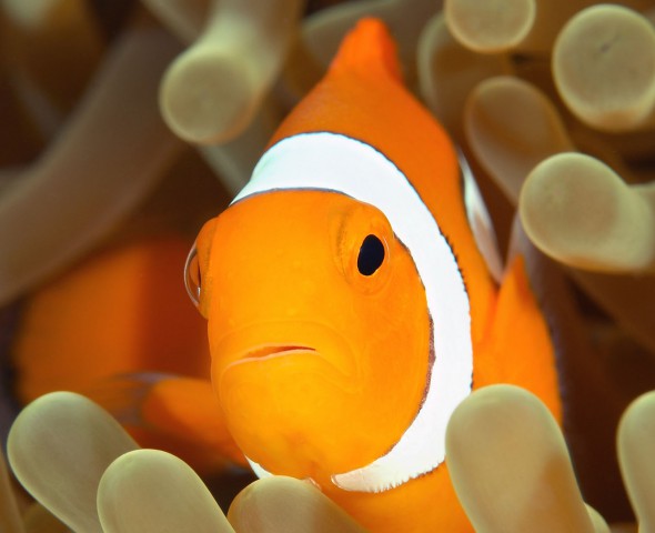 Clownfish