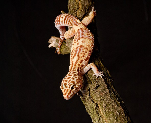 Gecko