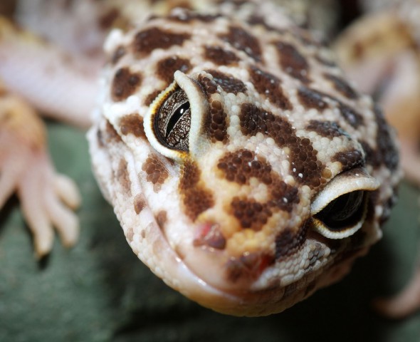 Gecko