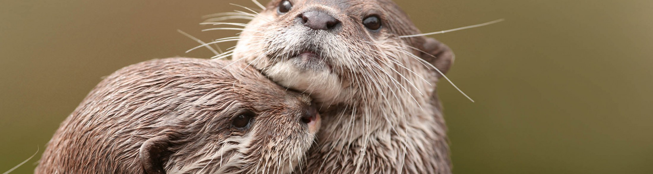 Otters
