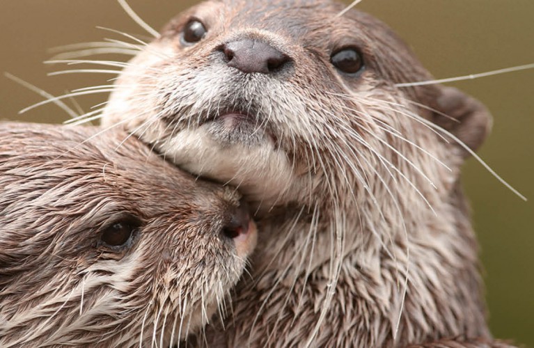Otters