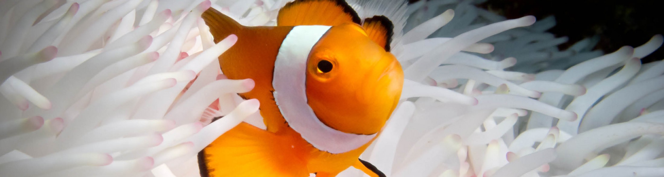Clownfish