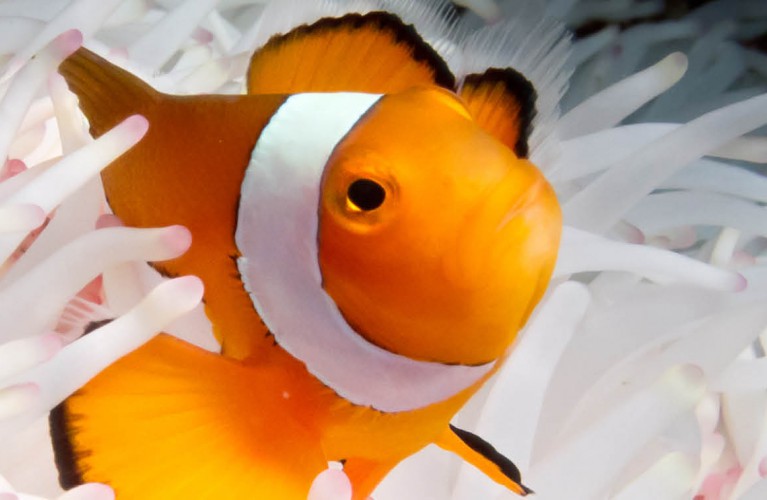 Clownfish