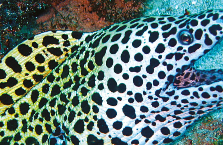 Morays