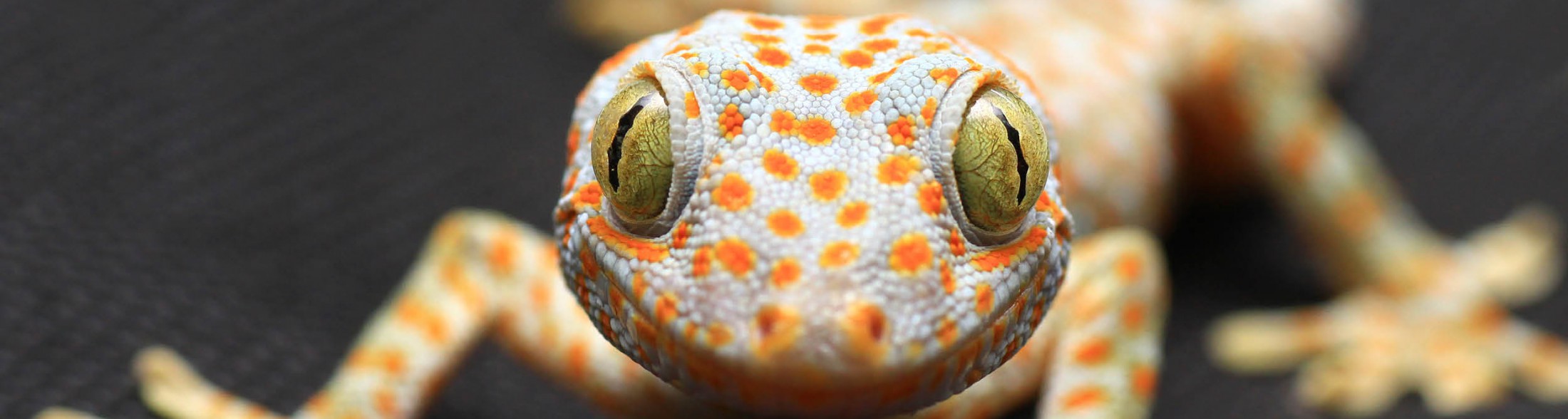 Gecko