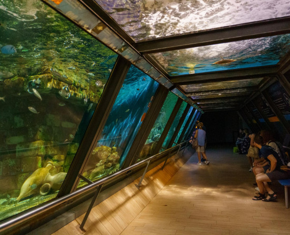 The Aquarium at Night 