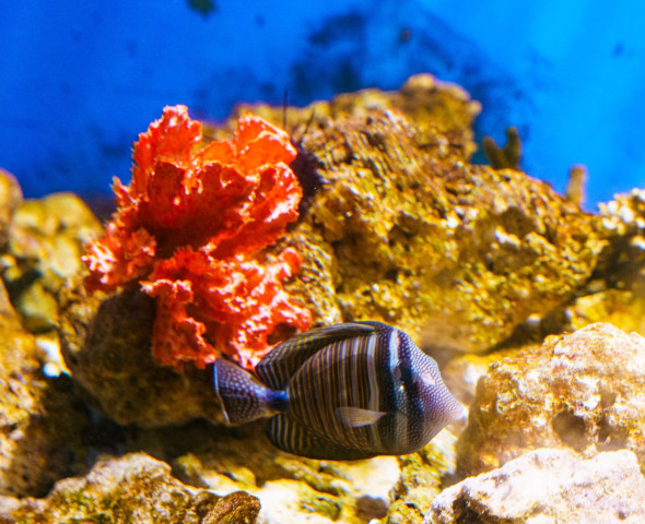 The Aquarium at Night 