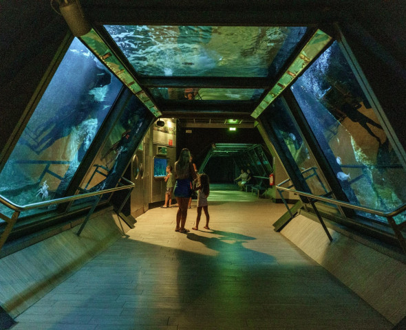 The Aquarium at Night 