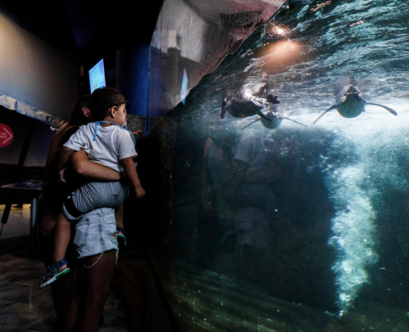 The Aquarium at Night 