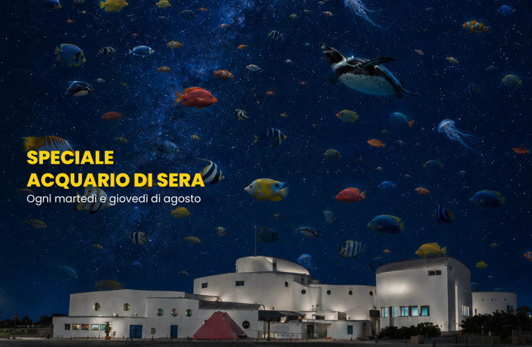 The Aquarium at Night – The Breath of the Depths 
