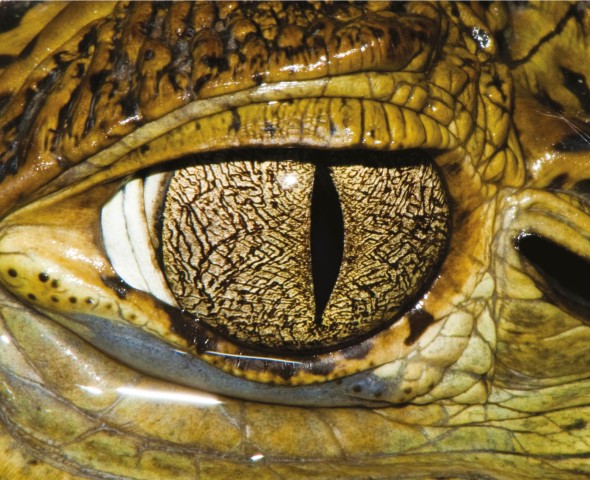 Cuvier’s dwarf caiman