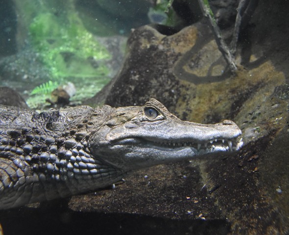 Cuvier’s dwarf caiman