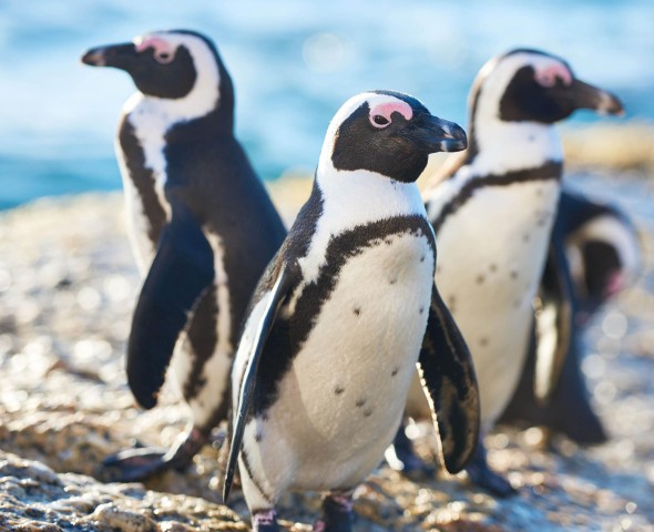 penguins