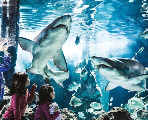 the large shark tank