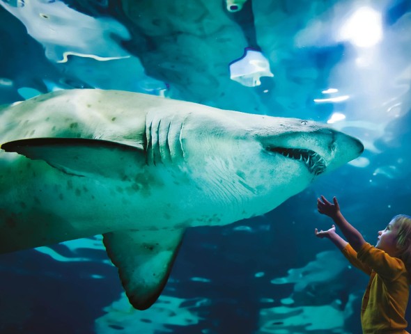 the large shark tank