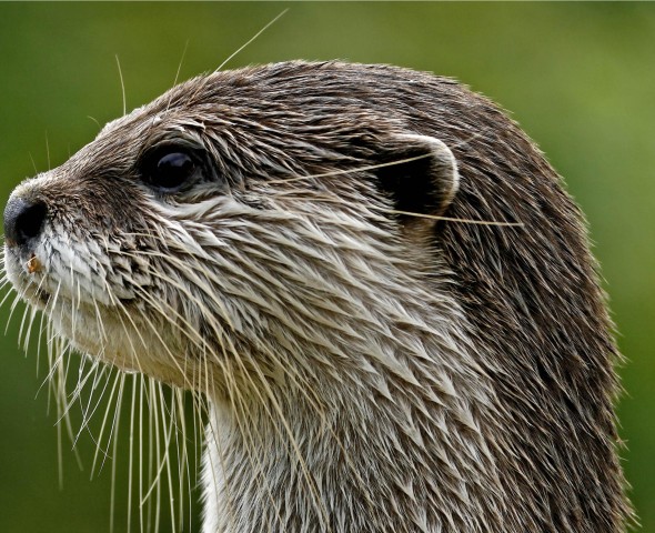 oriental small-clawed otter