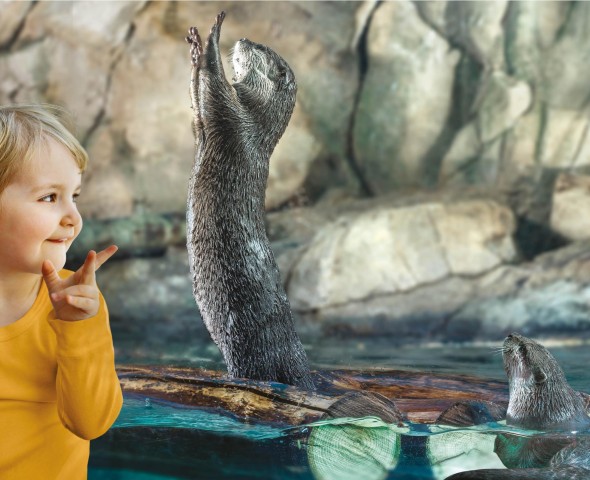 oriental small-clawed otter